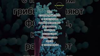 Грибы, разрушающие пластик #заэкологию #чистаястрана #берегитеприроду