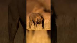 24 April 2026Lion Brutal Attack on Buffalo 😱 | Real Wildlife Fight Caught on Camera /Savage Nature
