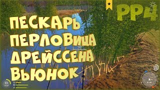 Пескарь, дрейссена, перловица на Вьюнке • Русская рыбалка 4 • Ловля фидером