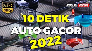 CUKUP 10 DETIK LB AUTO GACOR | Simulasi Lomba Lovebird Fighter 2022