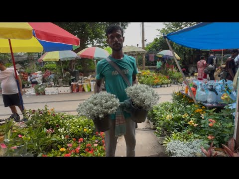 21 June Morning Galiff Stret Flower Plants Market Visit On Sunday ! Summer weather Plants