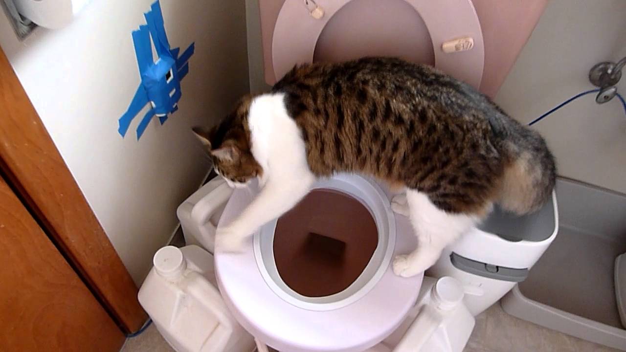 Litter Kwitter with Automatic Toilet Flusher Boy Kitten and Girl Kitten