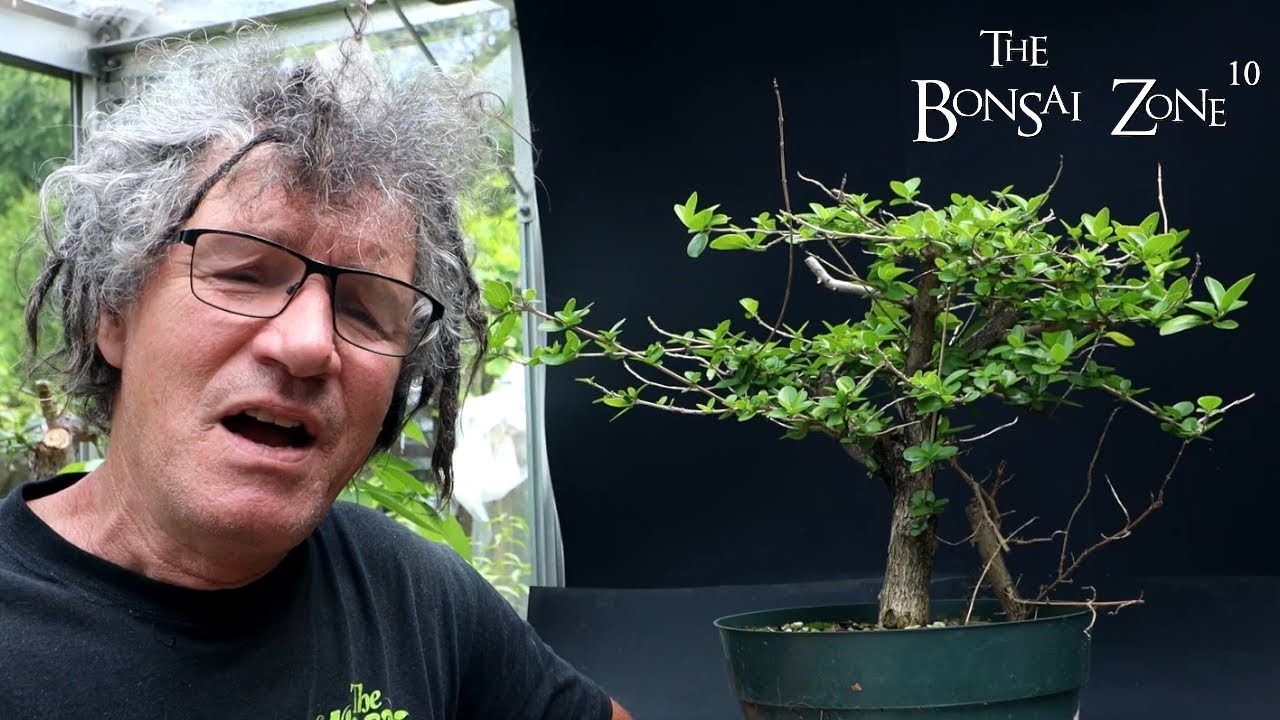 My Premna, Osage Orange Forest and My Small Ficus religiosa, The Bonsai Zone, Aug 2023