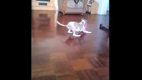 Whippets don't play "fetch"?