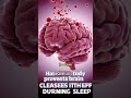 Scopri il segreto profetico della pulizia del cervello durante il sonno | Cura dell’Alzheimer