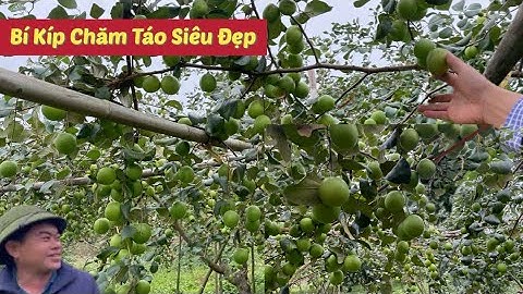 TRỞ LẠI VƯỜN TÁO ĐÀI LOAN SIÊU ĐẸP VÀ BÍ KÍP CHĂM SÓC I NÚI ĐỒI LỤC NGẠN