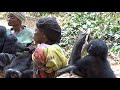 Baby Bonobo Nursery at Lola Ya Bonobo