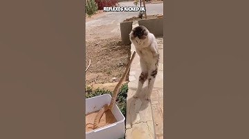 Cat vs. Deadly Snake Showdown😮 #shorts