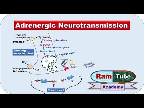 Adrenergic (NA or NE) Neurotransmission explained with animation