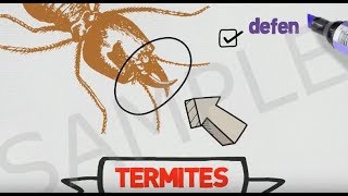 All About Termites  – Pest Control Educational Library by Sparkvids.com