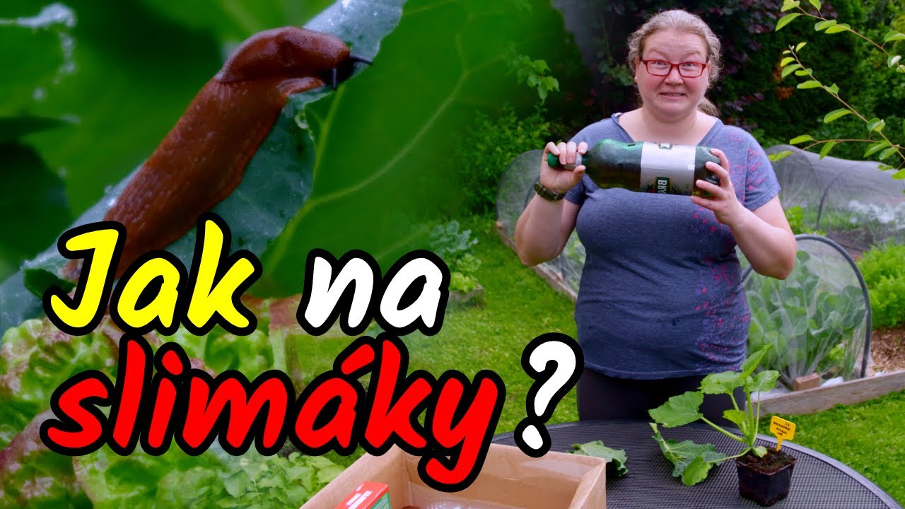 👩‍🌾🛑 Co funguje a nefunguje na SLIMÁKY a PLZÁKY v zahradě? Kontrola slimáků na zahradě