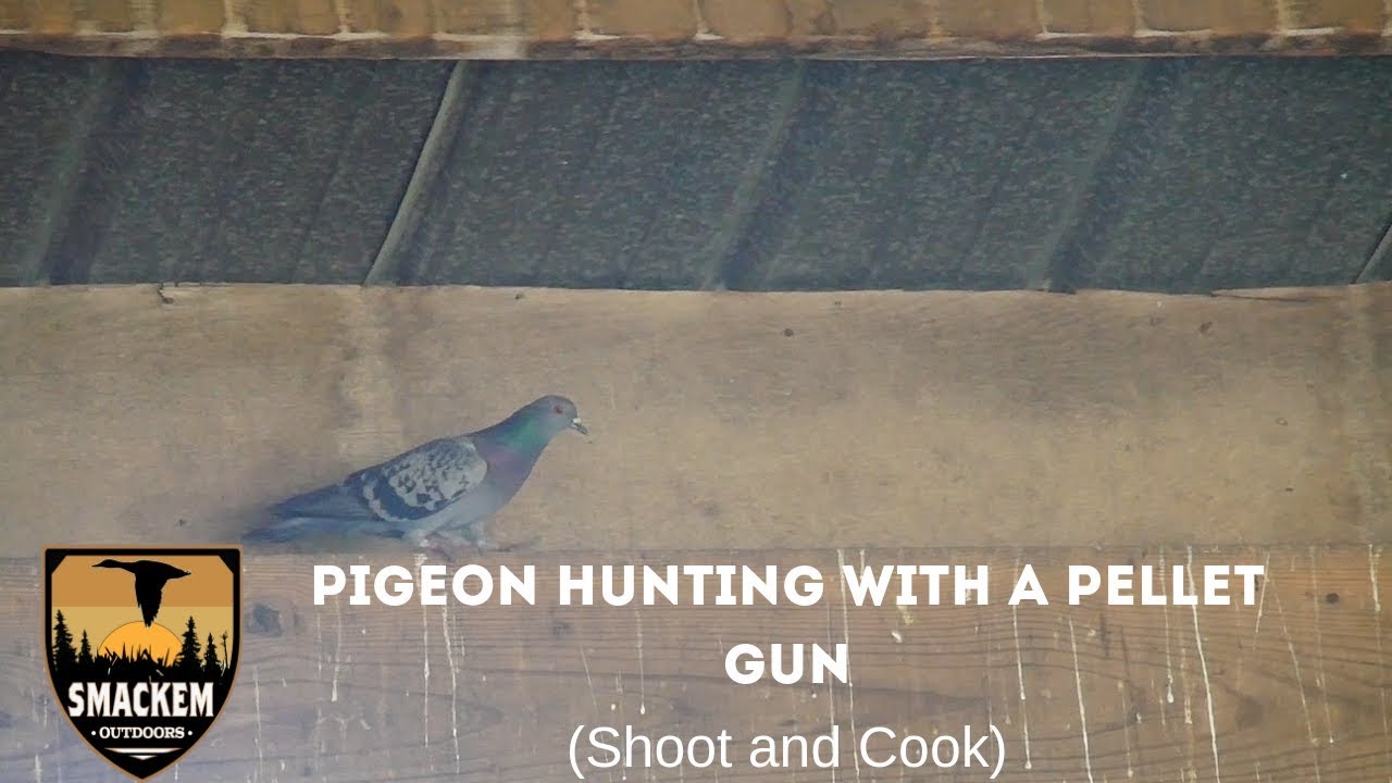 Pigeon Hunting with a Pellet Gun (Shoot and Cook) YouTube