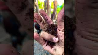 WOW! 🪲😱 #grubs #beetle #monkey #insects #nature #animals #creature #frog #viral #shorts #outdoor