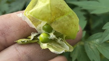 Cây Tầm Bóp Giây, vị thuốc cho người bị tiểu đường#caythuocnguoirung