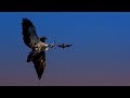 Hunting bats with a red tailed hawk  bbc earth