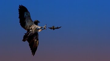 Hunting Bats with a Red Tailed Hawk | BBC Earth