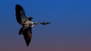 Hunting Bats with a Red Tailed Hawk | BBC Earth