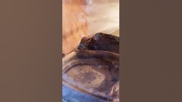 Fun fact snakes sleep after eating