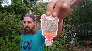 Guido and Jason Welsh eat a 80,000 SHU basket of Fire Pepper from the garden of Gweeds