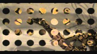 Ball python collection 2012 Profile