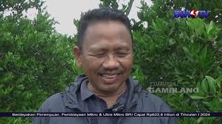 BURUH TANI, NYALON BUPATI. WANI?!.... || EDITORIAL GAMBLANG BWI1TV