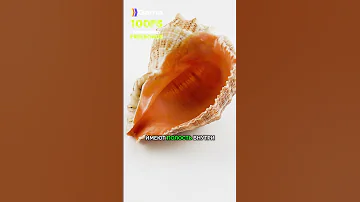 Откуда Взялся Шум Моря В РАКУШКЕ? #shorts