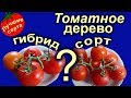 Томатное Дерево - ЧТО ЛУЧШЕ: Сорт или гибрид Спрут 1