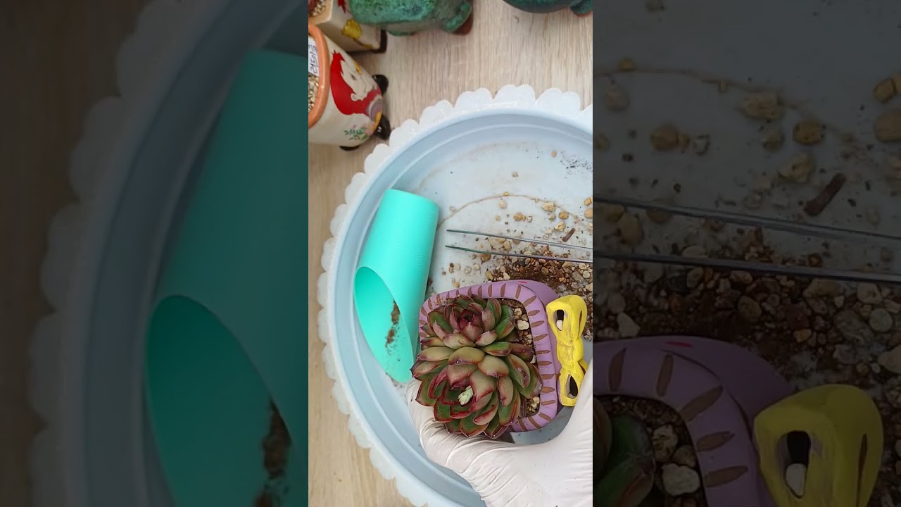 이디야 기대 엄청됩니다 얼마나 이쁠까요 ㅎ