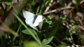 Green-veined White butterfly activity in Bucknell Wood, Northants