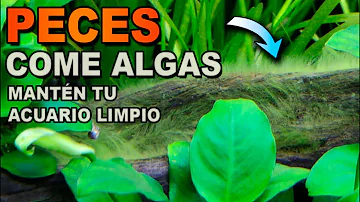 ¿Qué peces comen bien las algas?