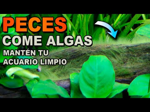 Video: Top 5 peces de acuario de agua dulce y bichos que comen algas