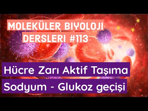 Video: Yolcu moleküllerine neden taşıyıcı molekülün yardım etmesi gerekiyor?