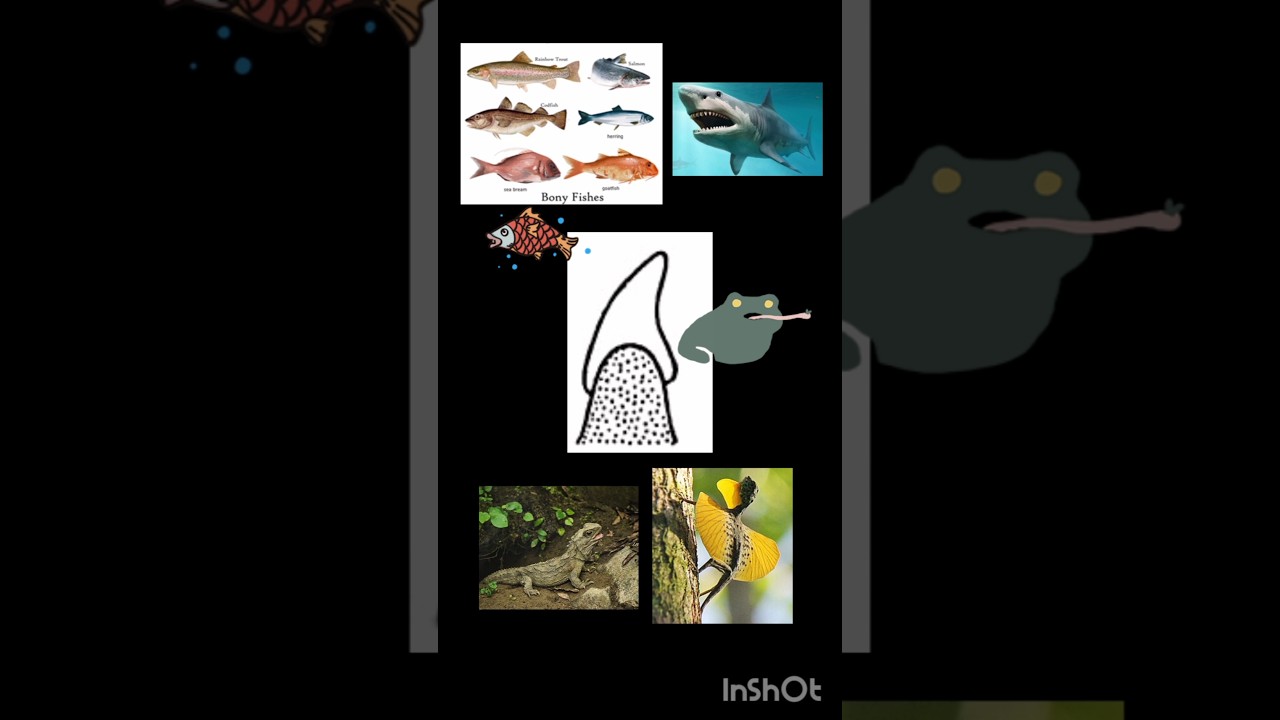 Guess the Type of Dentition🦷💡 