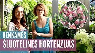 Šluotelinės hortenzijos: kaip išsirinkti veislę? Palyginkim