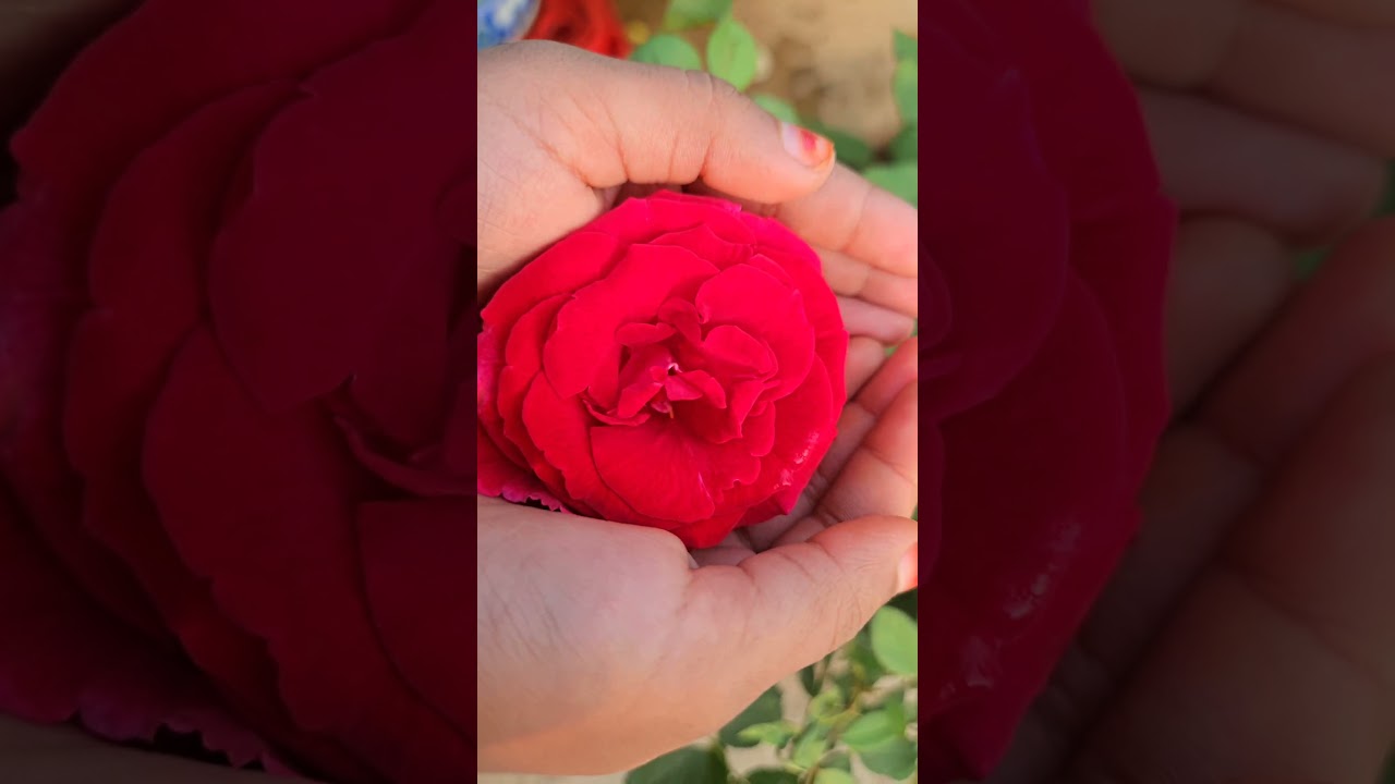 Rose day special video🌹