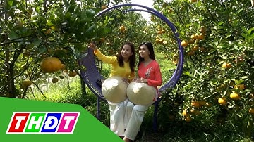 Đồng Tháp: Quýt hồng Lai Vung trĩu cành đón chào du khách | THDT