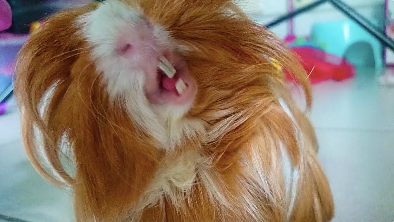 FUNNY GUINEA PIG EATING CALAMANSI | LONDON | JEWEL PETS | JEWEL AND FRIENDS - YouTube