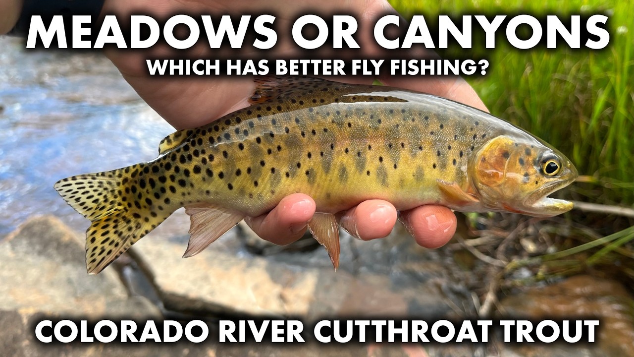 Are Meadows or Canyons Better for Fishing? - Cutthroat Trout Fly Fishing in Colorado