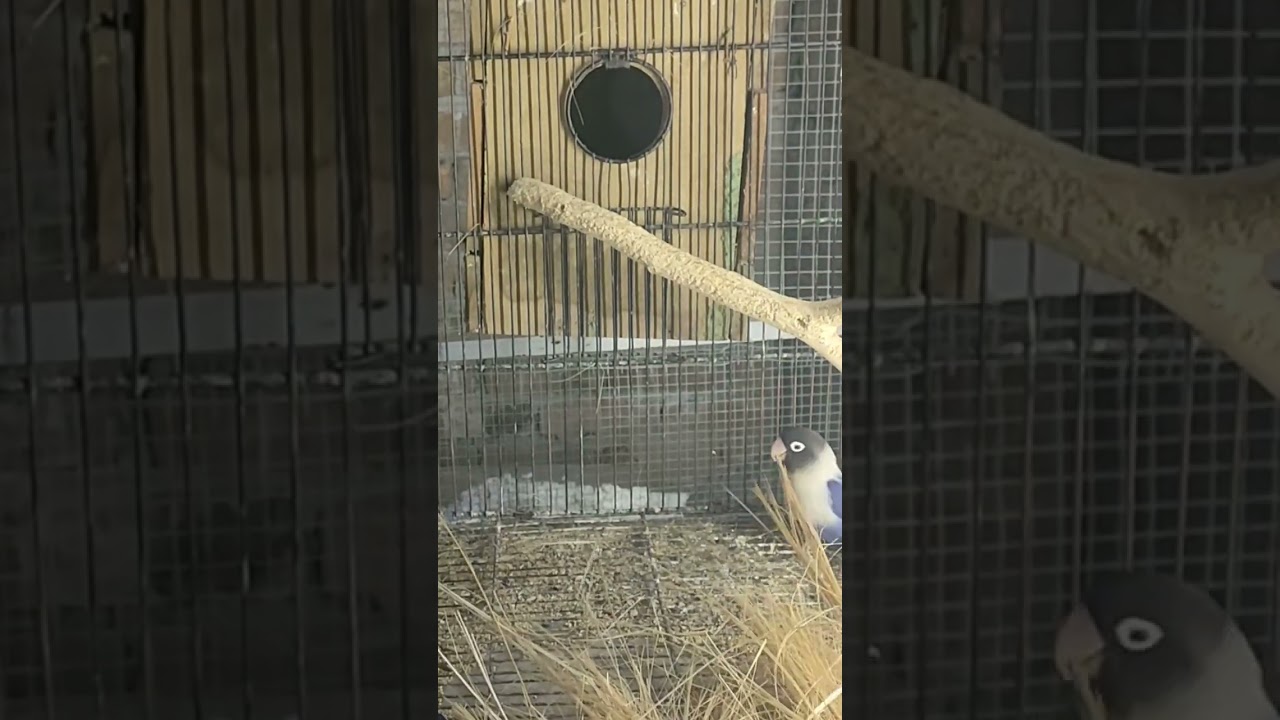 lovebirds are building nests