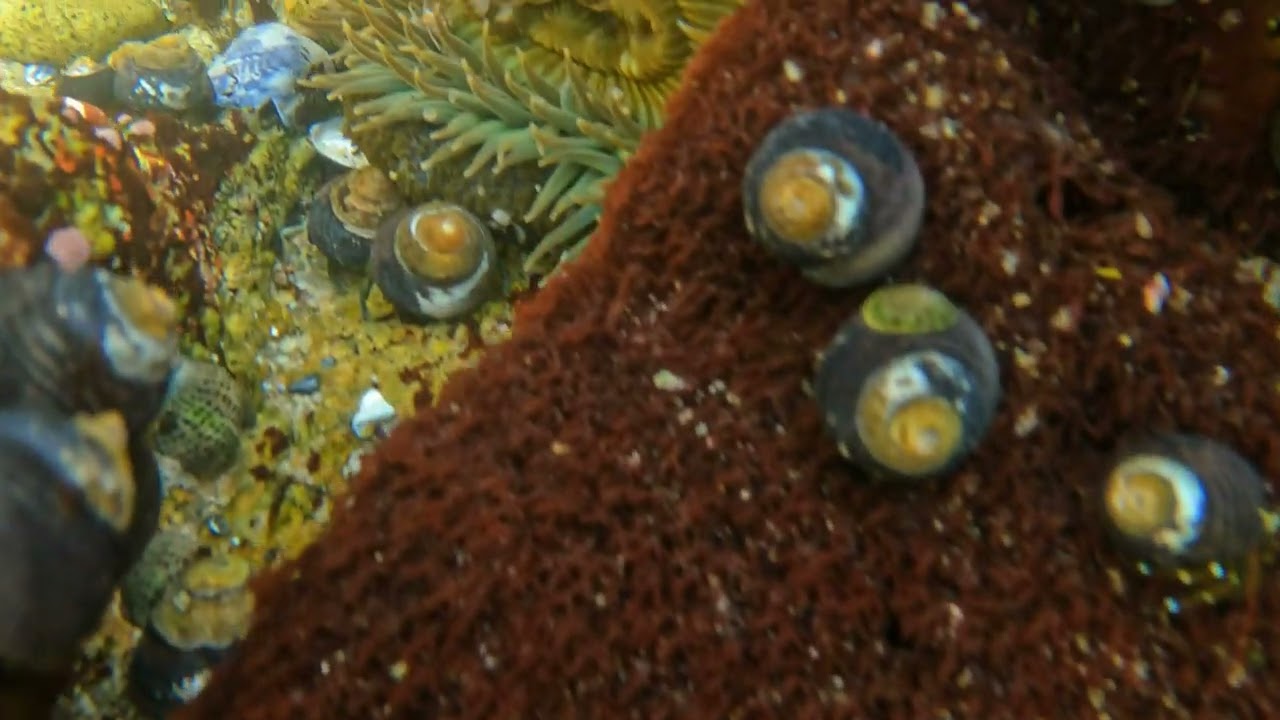 Pacific Grove, California with Asilomar State Beach and Point Lobos #pacificgrove #pointlobos