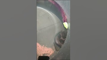 INK +Leaf boat #scienceexperiment #fun #viral #trending #science