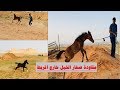 شرح عام عن مقاودة صغار الخيل خارج الأسطبل أو المربط (  مهم جداً  للمربين الجدد )