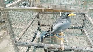 Download Lagu Masteran burung jalak kebo gacor  MP3