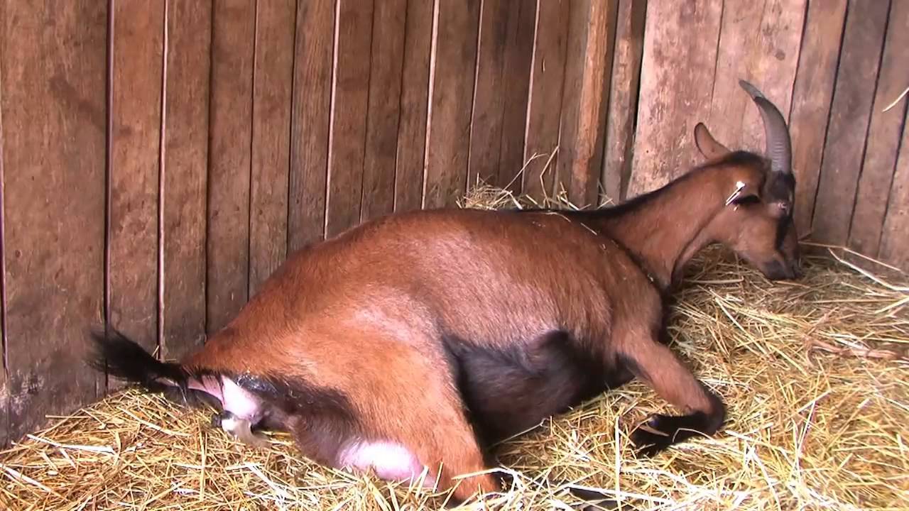 kecskék tüdő helmintái