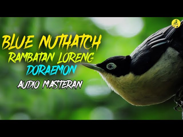 Suara Burung Rambatan Loreng Doraemon Gacor / Munguk Loreng Untuk Masteran Burung Kicau Audio Jernih class=