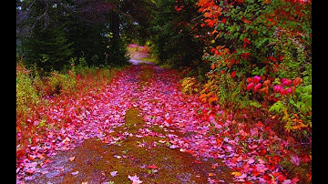 الشيخ عبد الرحمن السديس تلاوة خاشعة سورة التغابن Quran