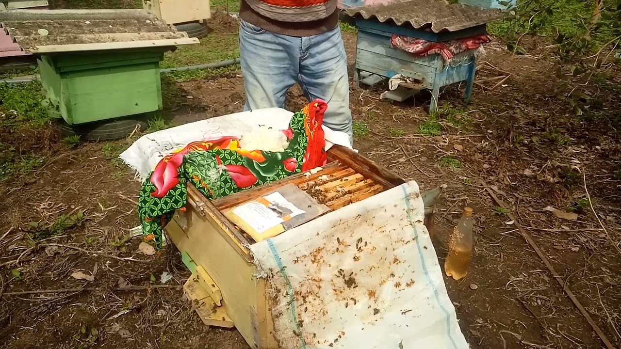 Arıların Şərbətlə Yemlənməsi تغذیه رایگان زنبور ها