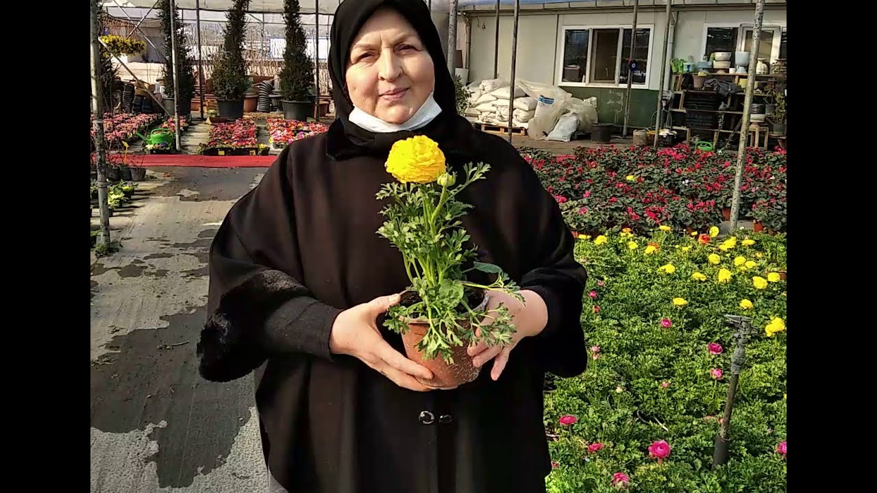 AYBEK PEYZAJ SERADA RENGARENK ŞAKAYIK ÇİÇEKLERİ VE ÇUHA ÇİÇEKLERİ ARASINDAKİ GEZİNTİMİZ.