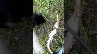 Отдам в хорошие руки щенят щенятам 2 месяца Отдам в хорошие руки щенят щенятам 2 месяца