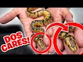 Que Raro! Una Serpiente Con Dos Caras !!